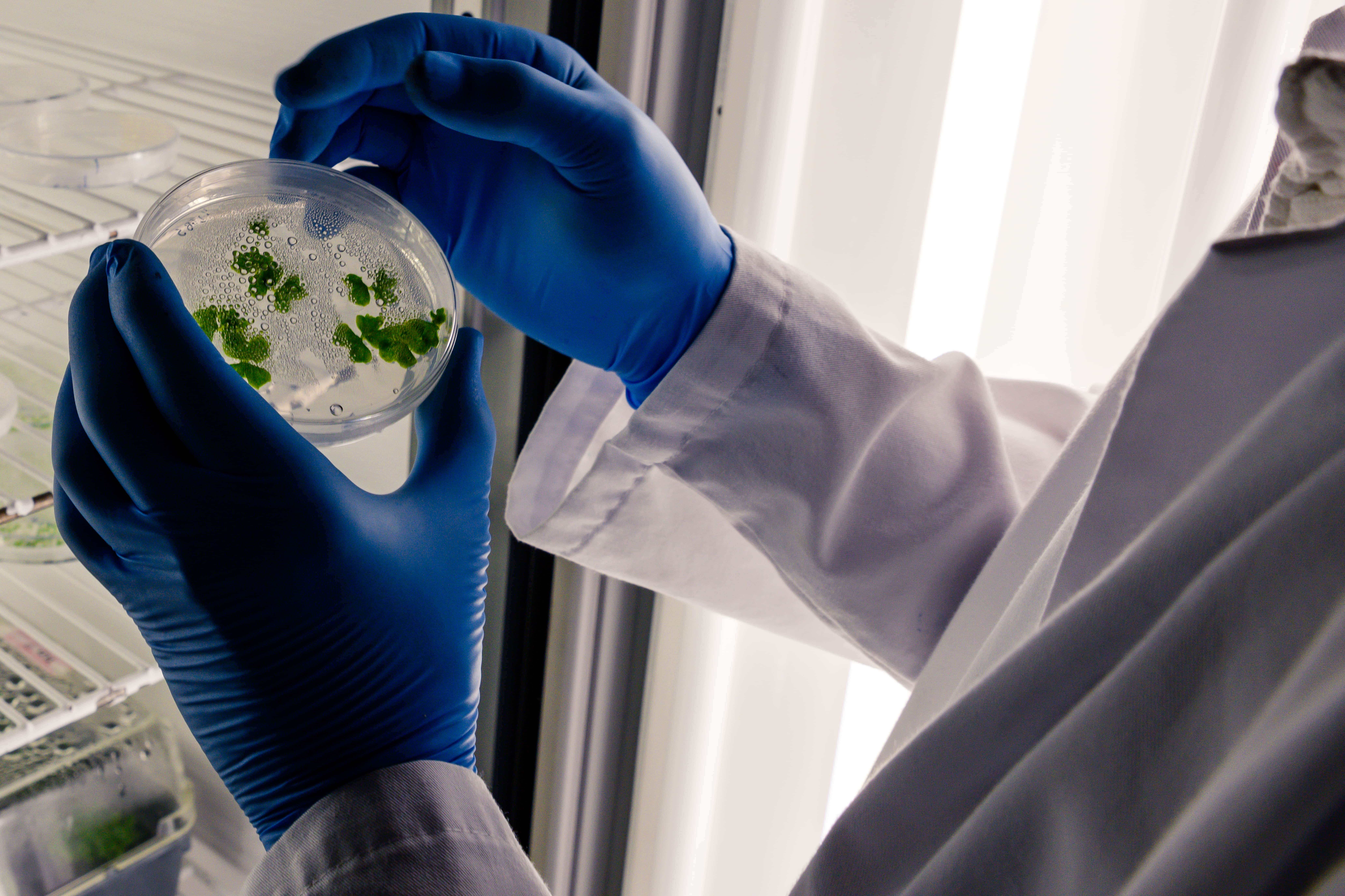 Biosafety Expert